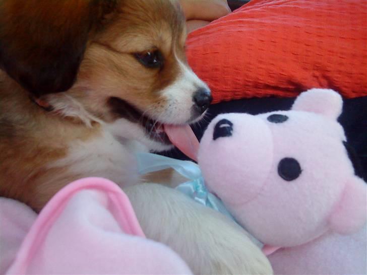 Blanding af racer Malou billede 11