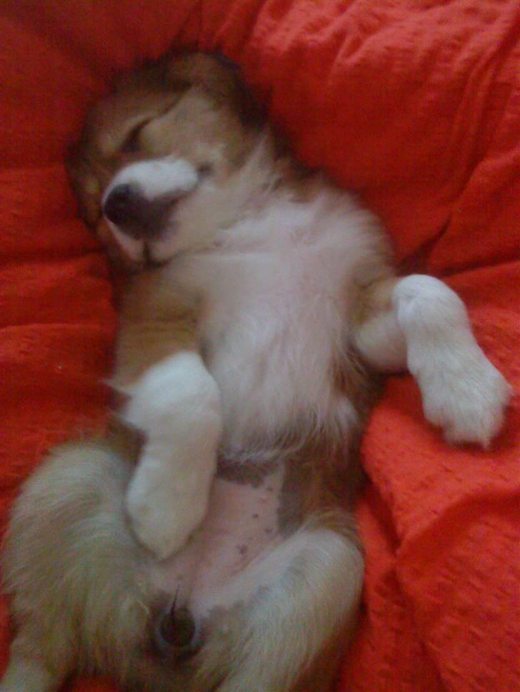 Blanding af racer Malou billede 12