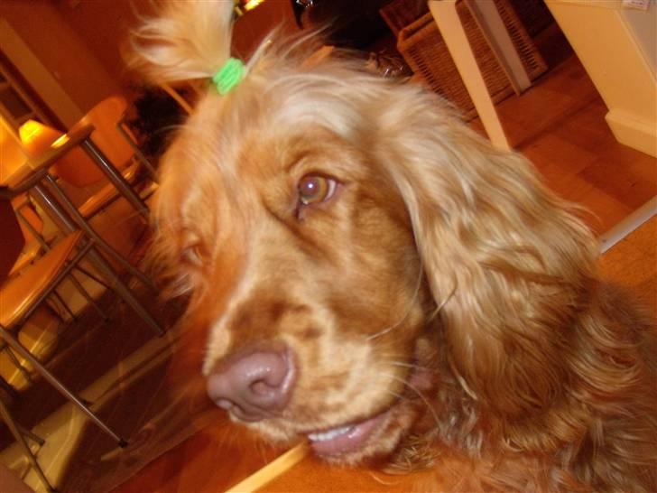 Cocker spaniel Zeus - Har da lige fået sat hår, ;j billede 8