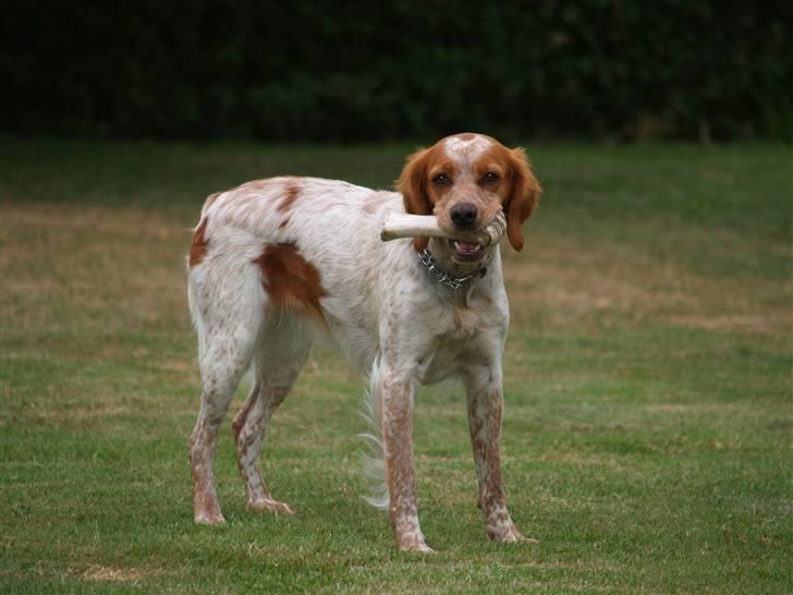 Breton Malou - 3½år gammel billede 1