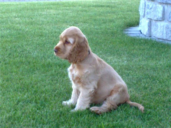 Cocker spaniel Zeus - Holder øje med, naboens køer billede 9