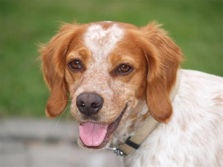 Breton Malou billede 2