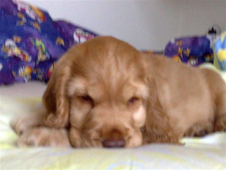 Cocker spaniel Zeus - Træt hund! billede 10