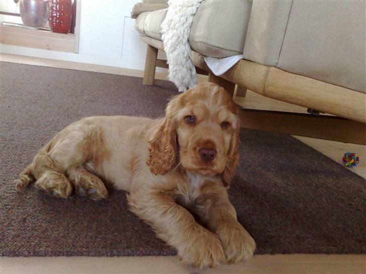 Cocker spaniel Zeus billede 11
