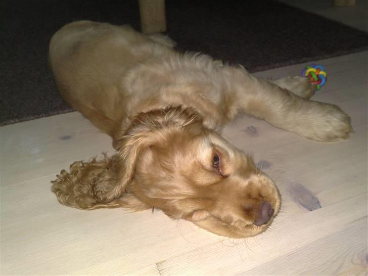 Cocker spaniel Zeus - Han har de fedeste "slap af" stillinger! billede 12