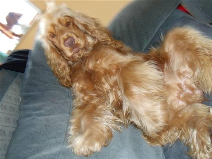 Cocker spaniel Zeus - En cigar og et par solbriller så er han chill! billede 13