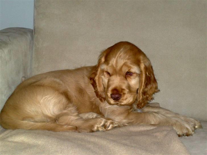 Cocker spaniel Zeus - Kun nogle uger efter vi fik ham hjem, :j billede 14