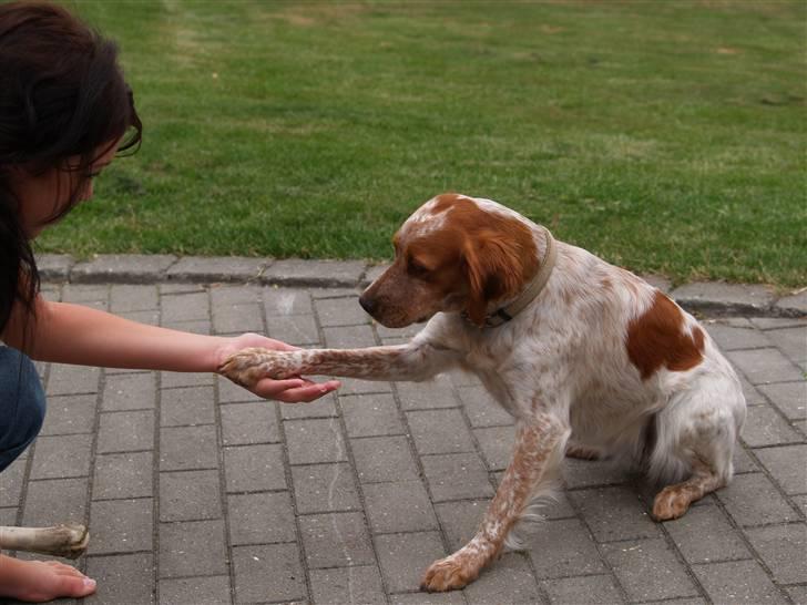 Breton Malou billede 4