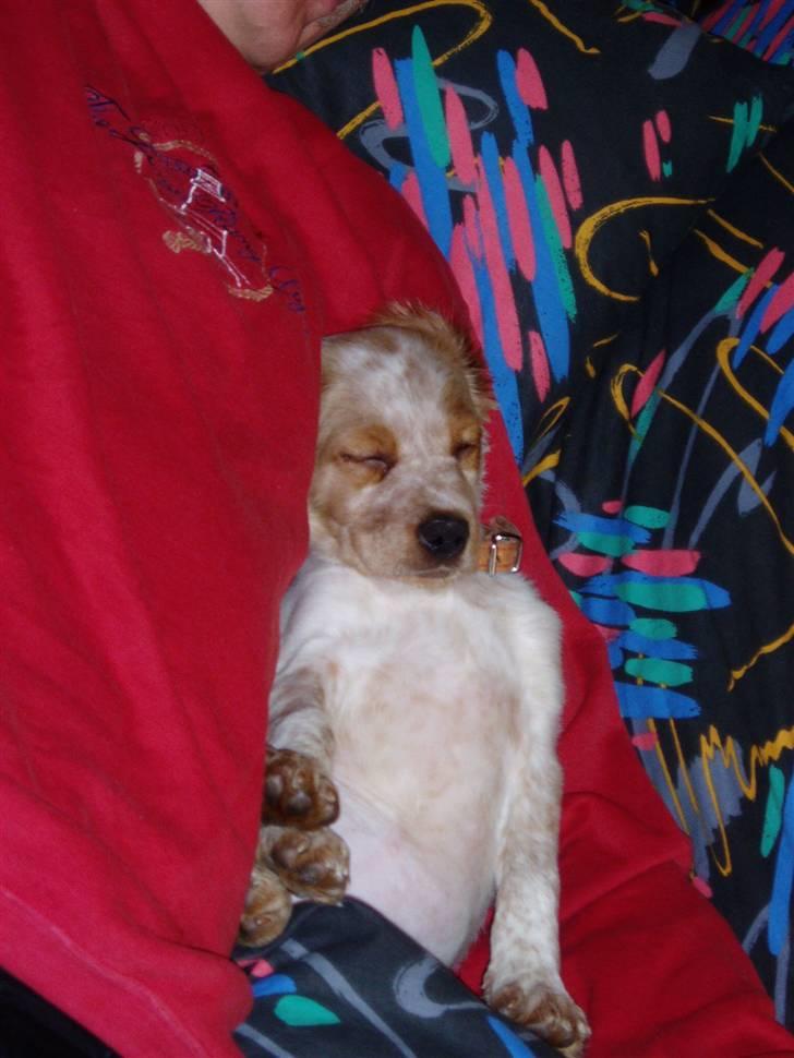 Breton Malou - Jeg ligger godt, her i smørhullet :) billede 5