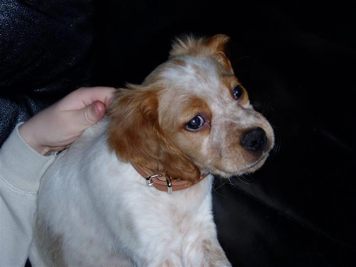 Breton Malou billede 6