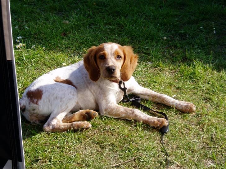 Breton Malou billede 7