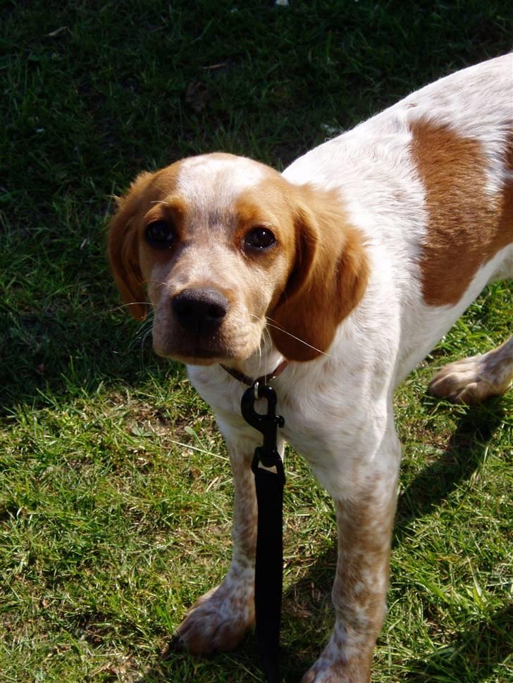 Breton Malou billede 8