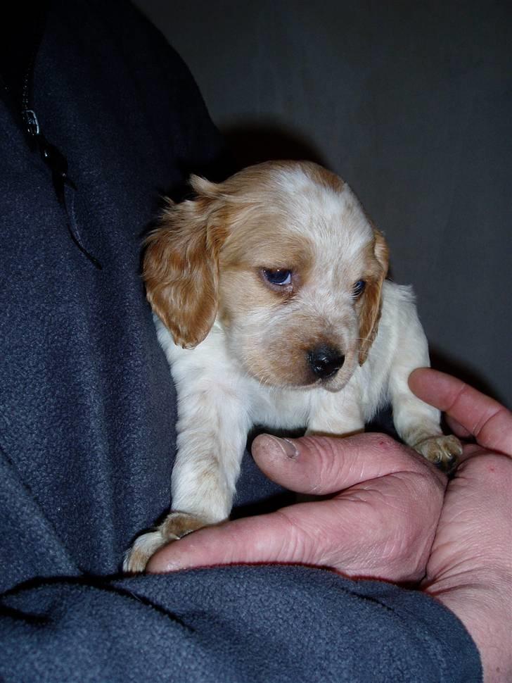 Breton Malou - Lige kommet hjem billede 9