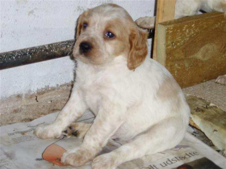 Breton Malou - Klar til afhentning, 8 uger gammel billede 10