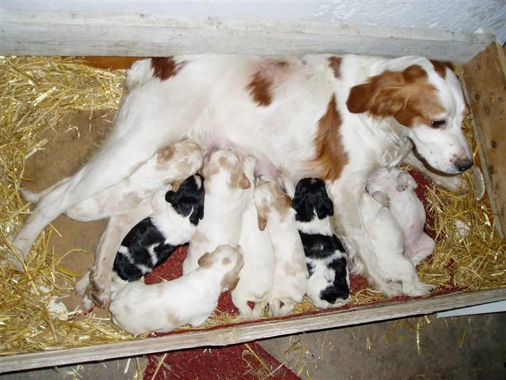 Breton Malou - Malou´s smukke moder og søskende billede 11