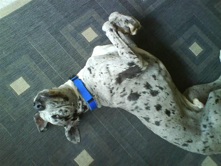 Grand danois Maximus - Totalt hygge billede 1