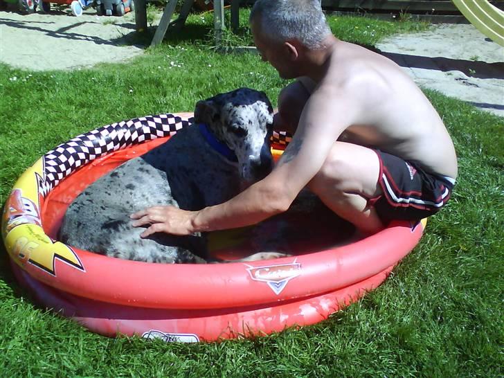 Grand danois Maximus - Jeg er altså ikke et badedyr billede 2