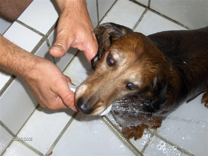 Dværggravhund Heiko RIP - NEI ikke badedag i dag billede 12