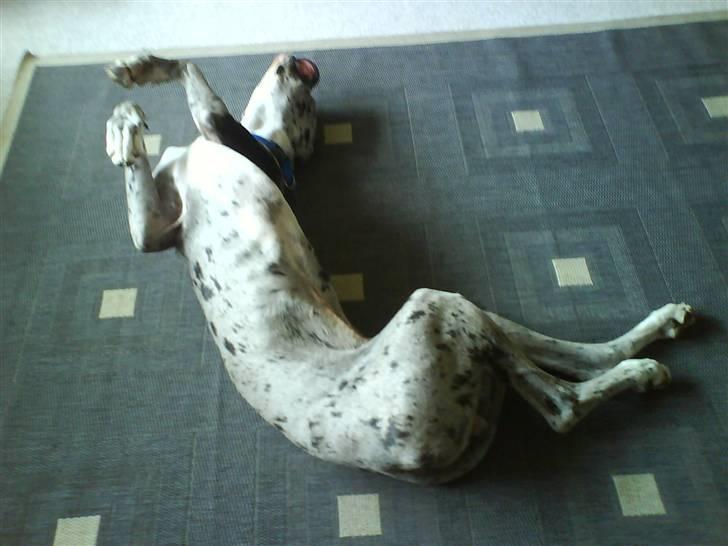 Grand danois Maximus - ZZZZZzzzzzz billede 3