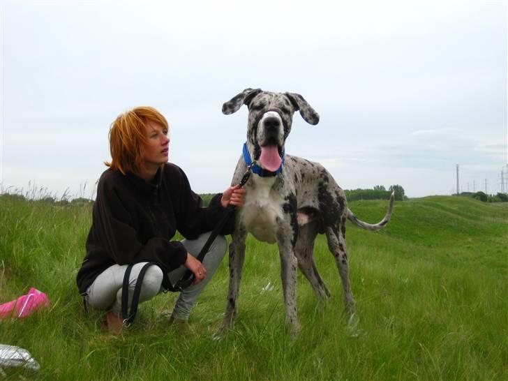 Grand danois Maximus - Min ejer og jeg billede 4