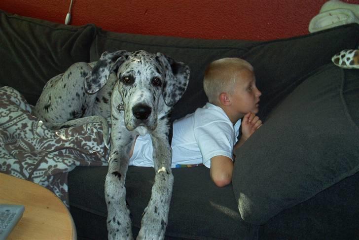 Grand danois Maximus - Hmmm, jeg ligger jo næsten ikke i sofaen. billede 5