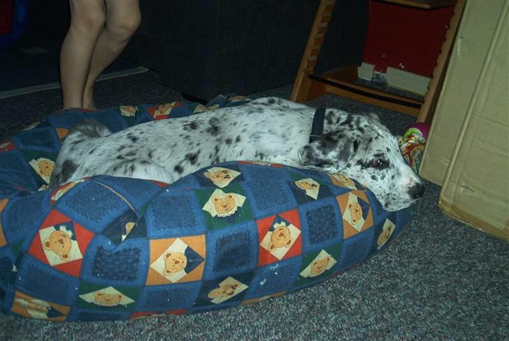 Grand danois Maximus - Dengang da jeg var lille billede 6