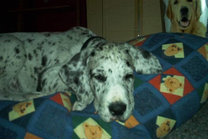 Grand danois Maximus - træt... billede 7