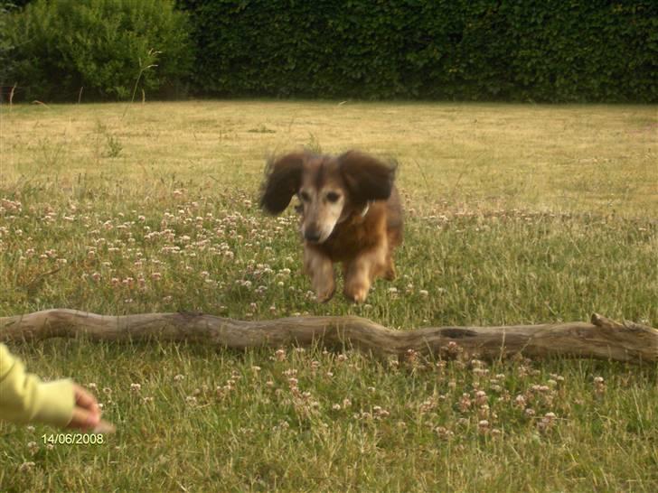 Dværggravhund Heiko RIP - følg maden !!! billede 13