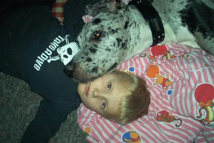 Grand danois Maximus - En anden i flokken billede 8