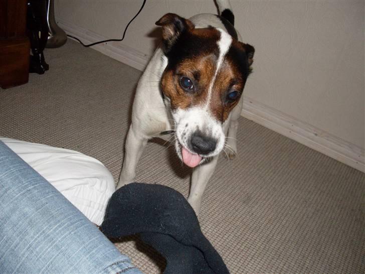 Dansk svensk gaardhund Basse billede 1