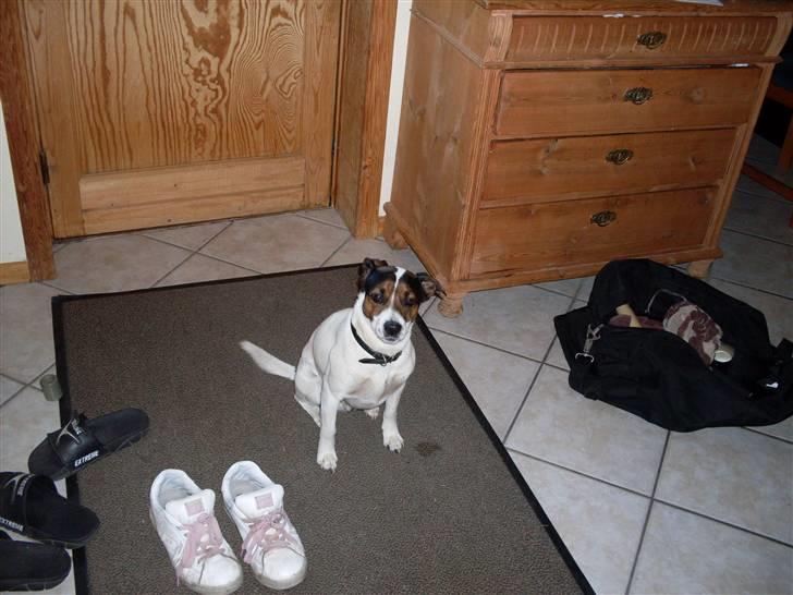 Dansk svensk gaardhund Basse billede 2