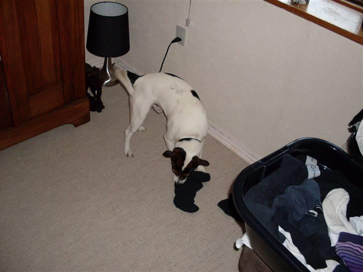 Dansk svensk gaardhund Basse billede 3