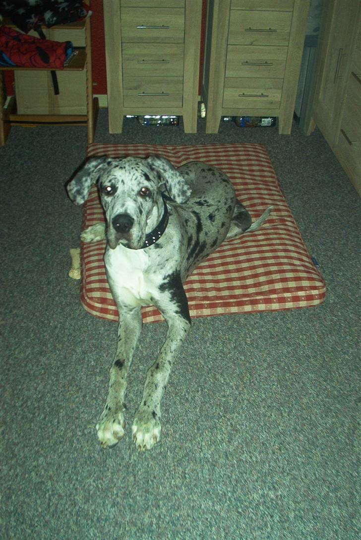 Grand danois Maximus - Min plads... billede 9