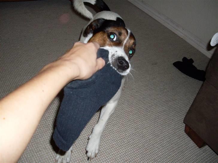 Dansk svensk gaardhund Basse billede 4