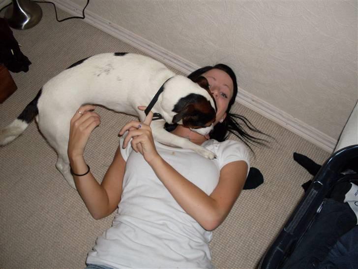 Dansk svensk gaardhund Basse - "Du skal altså lige kysses her, Bianca!!" hehe, kysse-hunden Basse billede 5