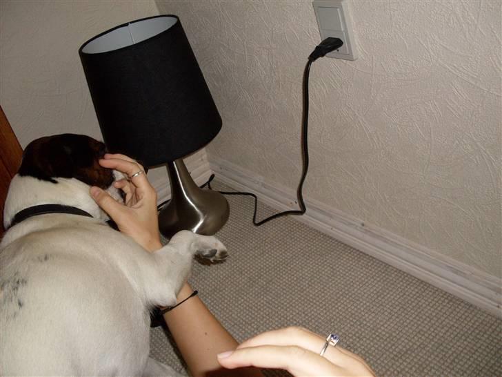 Dansk svensk gaardhund Basse - Skal vi lægge arm?? billede 6