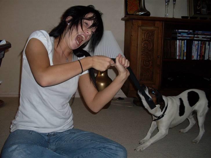 Dansk svensk gaardhund Basse - Puha, han er stærk ;) billede 7