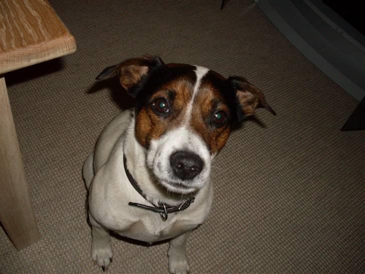 Dansk svensk gaardhund Basse - Ja må jeg godt få en godbid nu?? :) billede 8