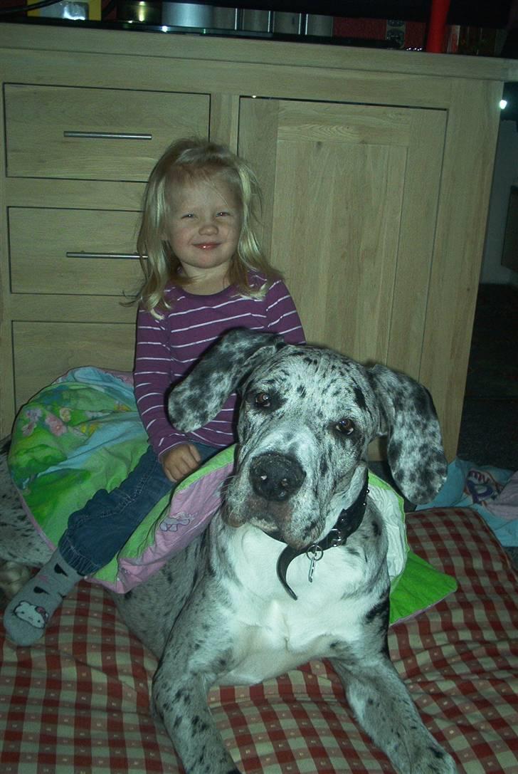 Grand danois Maximus - hund ikke hest... billede 10