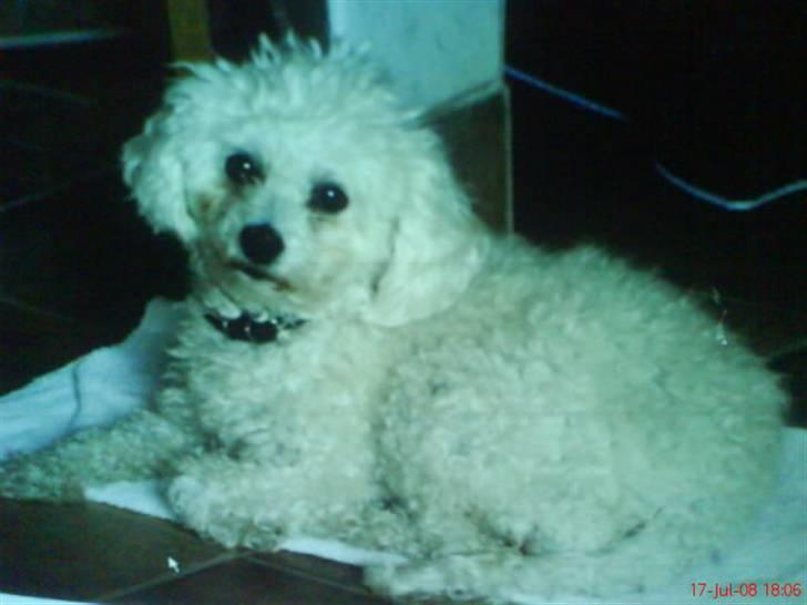 Dværgpuddel Lady - <3 billede 10