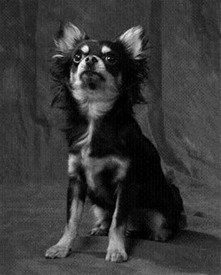 Chihuahua Gizmo billede 1