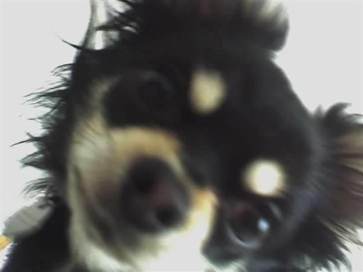 Chihuahua Gizmo billede 2