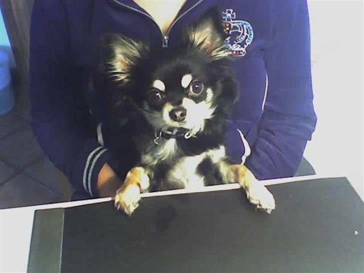 Chihuahua Gizmo billede 3