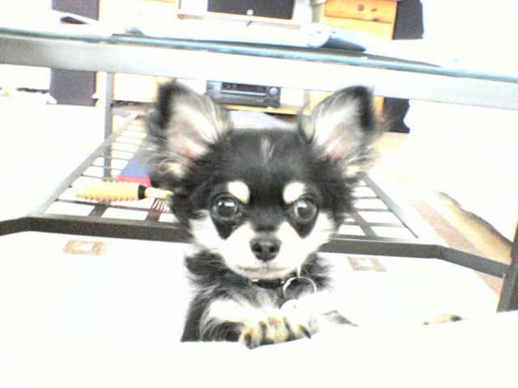 Chihuahua Gizmo billede 4