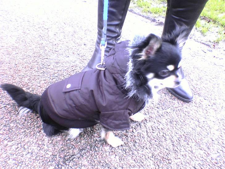 Chihuahua Gizmo billede 5