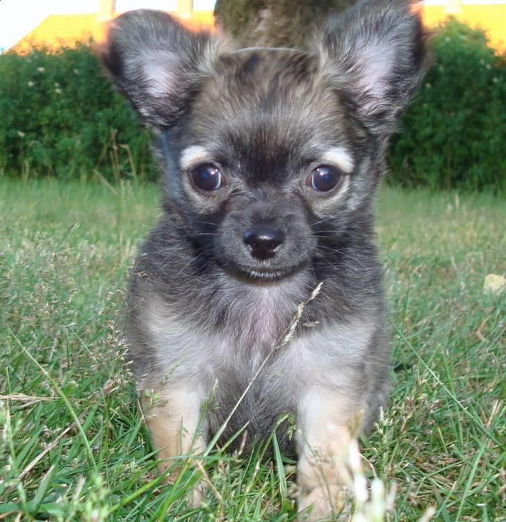 Chihuahua Obelix - 10 uger gammel billede 1