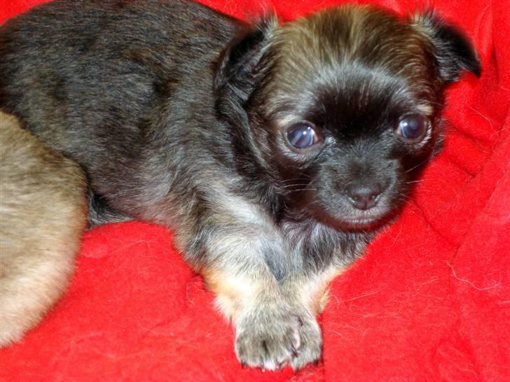 Chihuahua Obelix - 7 uger gammel billede 3