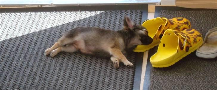 Chihuahua Obelix - 12 uger gammel billede 4