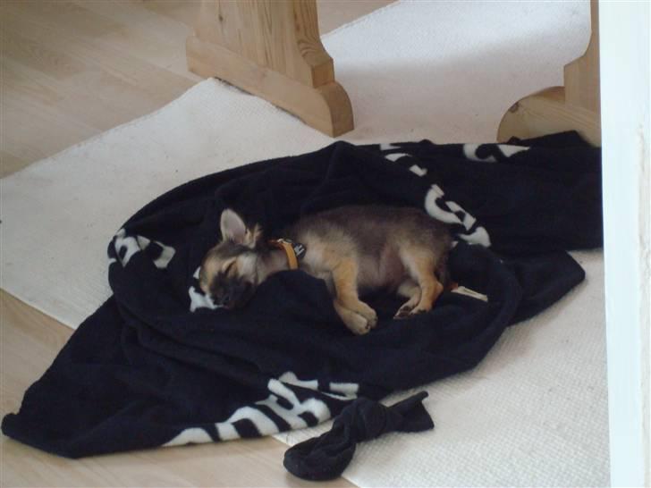 Chihuahua Obelix - 13 uger gammel billede 5