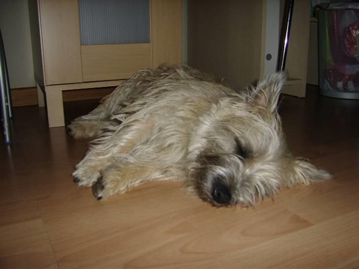 Cairn terrier .•:*¨¨*:•.Olli.•:*¨¨*:• billede 1